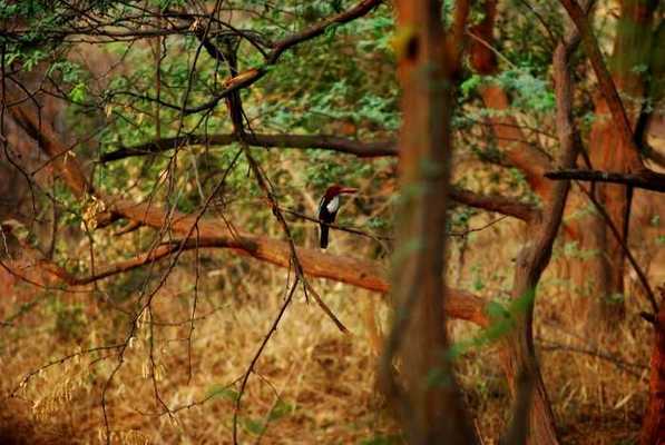 whitethroated-kingfisher