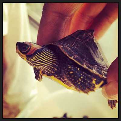 turtle-delhi-zoo