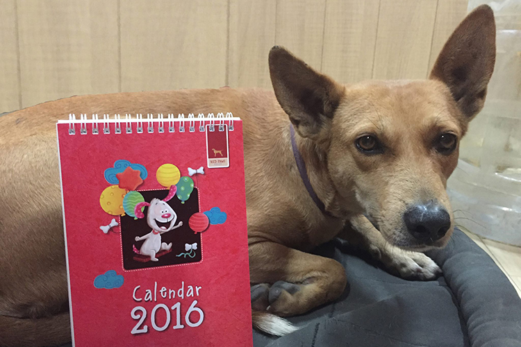 Get Your Wuffing Bundle Of Joy Dog Adoption In Delhi LBB, Delhi