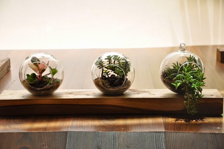 Image courtesy: Ozzie's Terrariums