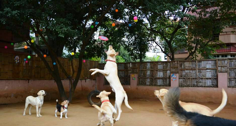 Dog Grooming Parlours in Bangalore LBB, Bangalore