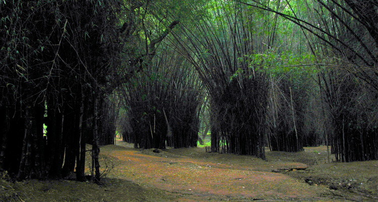 midsummer nights dream - shakespeare at the park