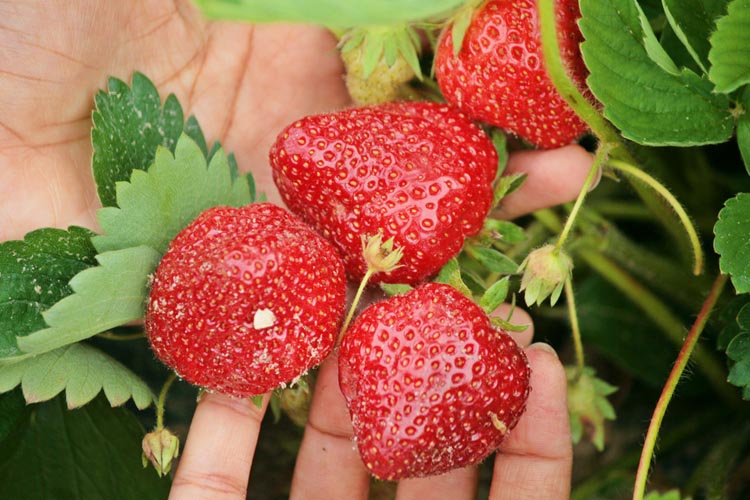 Photo source: Sujit Kumar via Wikimedia Commons [CC-BY SA 3.0]