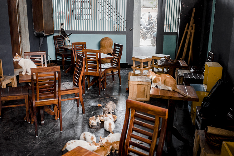 LBBPhotoStory Andheri's Cat Café Has Reopened In A New Location & We