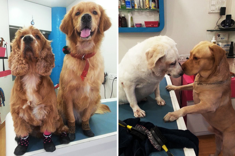 These Awesome Pet Shops In Mumbai Are All You Need LBB, Mumbai